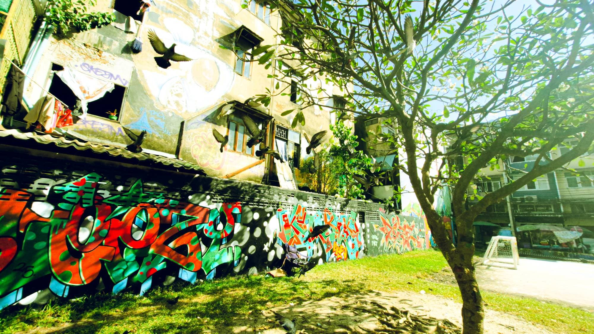 A graffiti wall in the sun, pigeons in flight and a tree in front